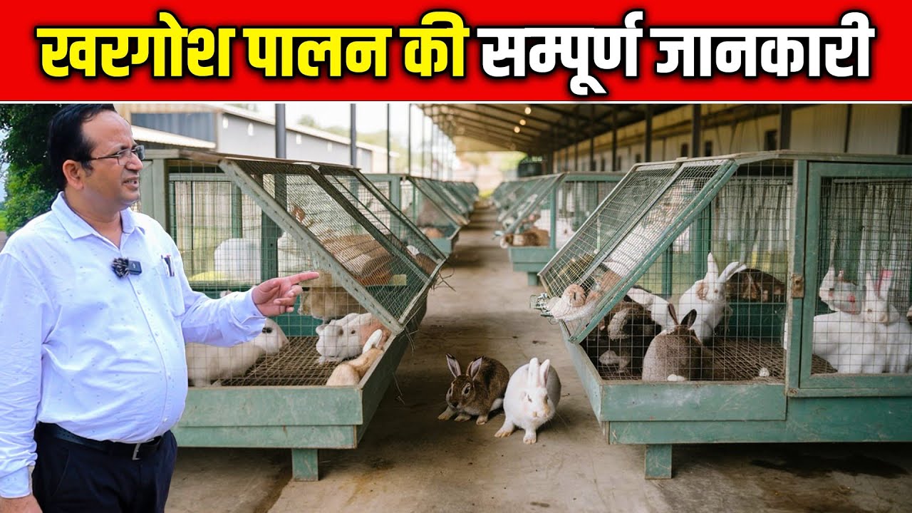 खरगोश पालन की सम्पूर्ण ‌जानकारी 🐿️✅ ।Complete Information About Rabbit Farming ।#omprakashausar