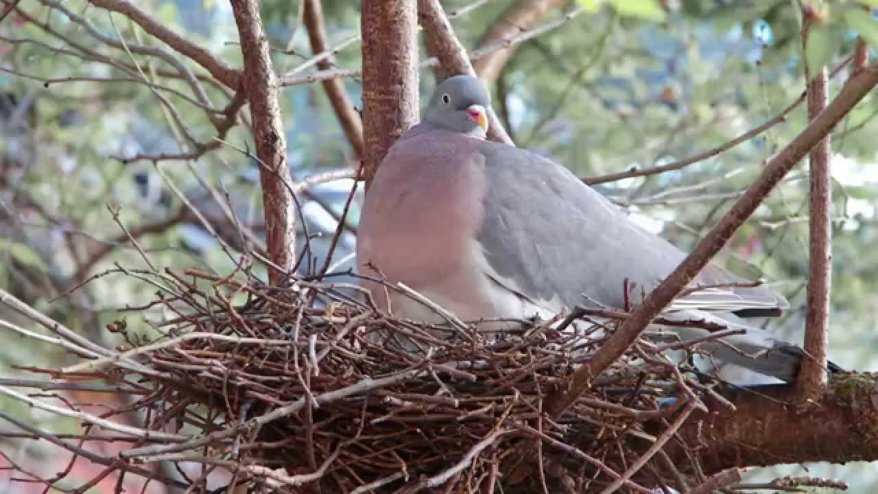Die Ringeltaube mit Nachwuchs im Nest - Natur in Berlin
