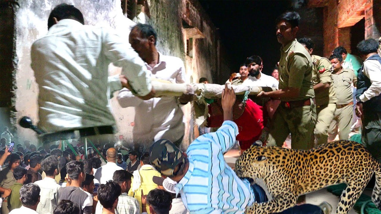 जब गांव में घुसा तेंदुआ, मचा हड़कंप और 8 लोगों को किया घायल, फिर कैसे हुआ रेस्क्यू।😱 Leopord Rescue