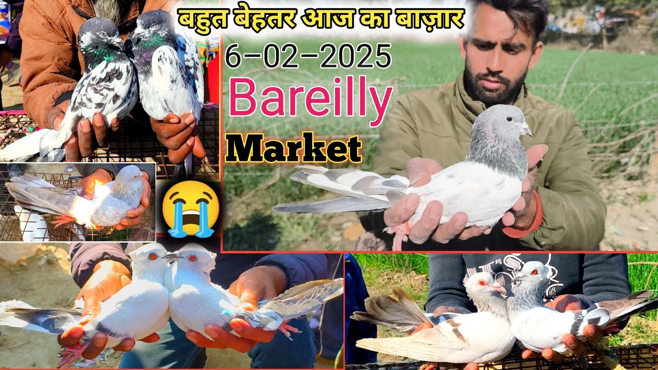 6–02–2025 बहुत ज्यादा शानदार फतेहगंज कबूतर बाजार आज का ₹200गोला कबूतर, Fatehganj Kabutar Bajar