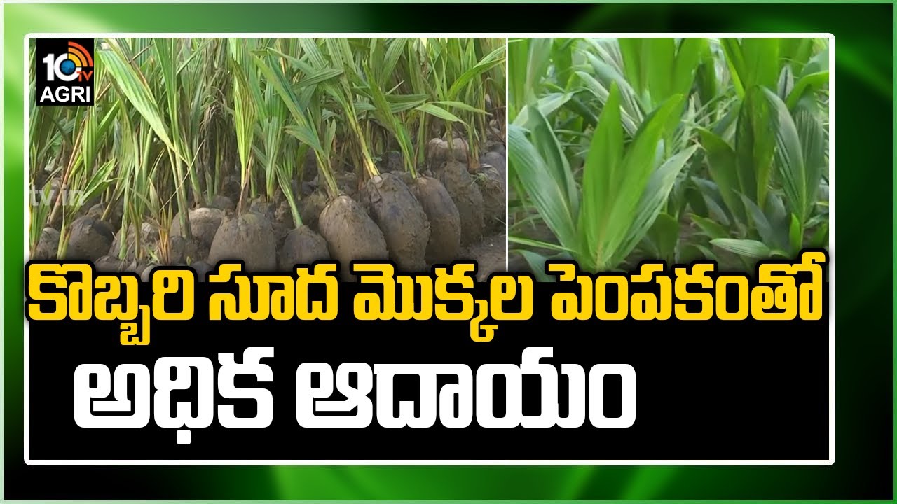 కొబ్బరి సూద మొక్కల పెంపకంతో అధిక ఆదాయం | This Farmer Earning High Profits With Coconut Farming |10TV