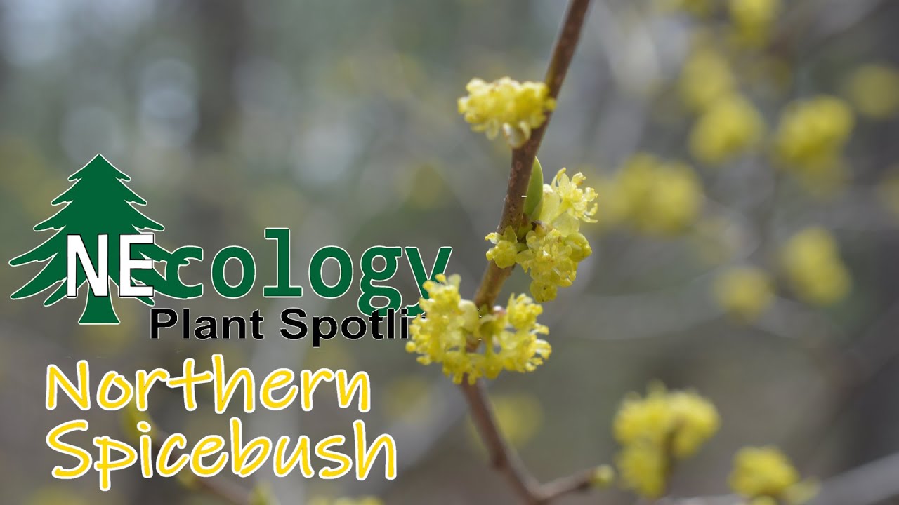 NEcology Plant Spotlight - Northern Spicebush