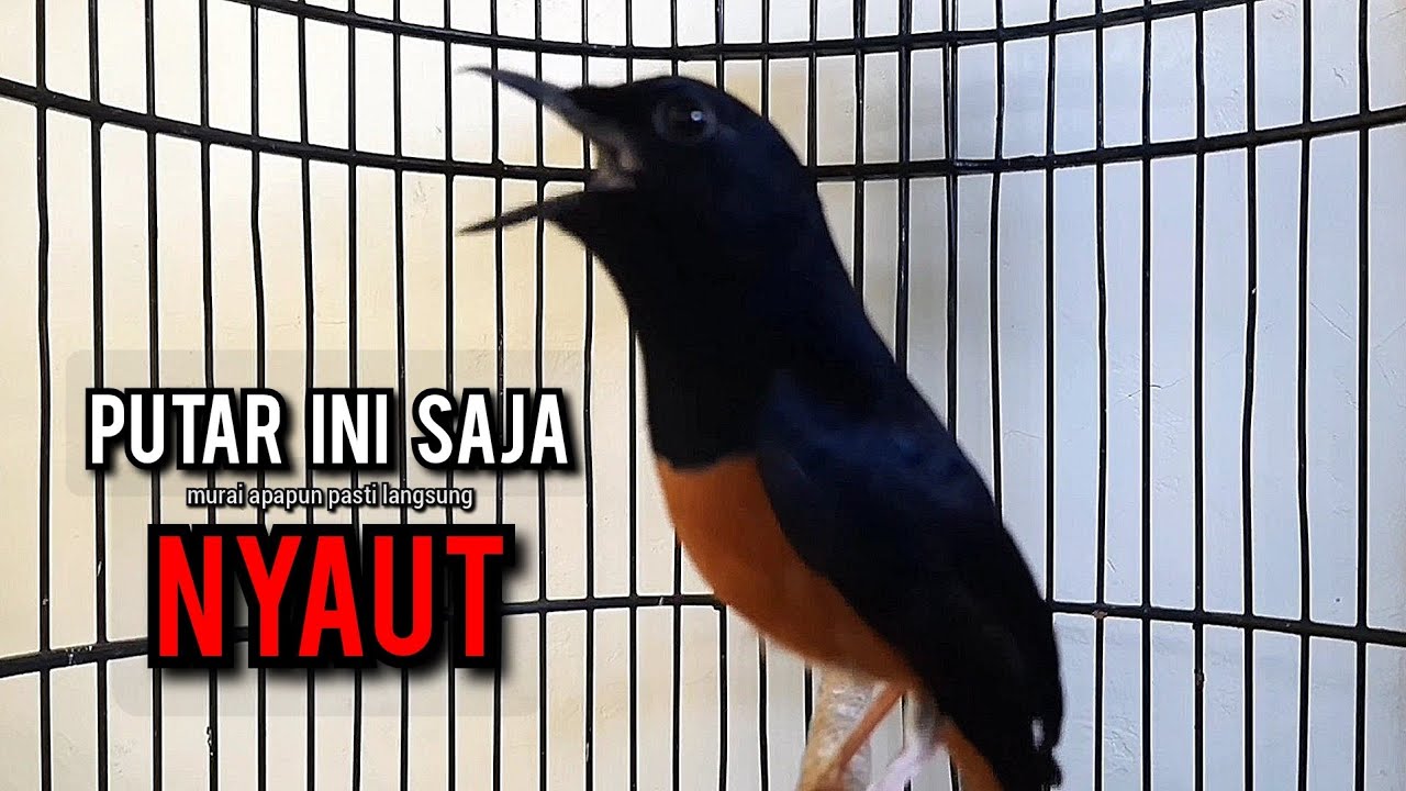 murai batu gacor AMPUH buat PANCINGAN murai batu agar bunyi JADIKAN burung murai gacor NYAUT EMOSI