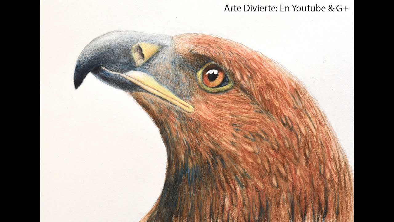 Cómo dibujar una cabeza de águila con lápices de colores acuareleables - Arte Divierte