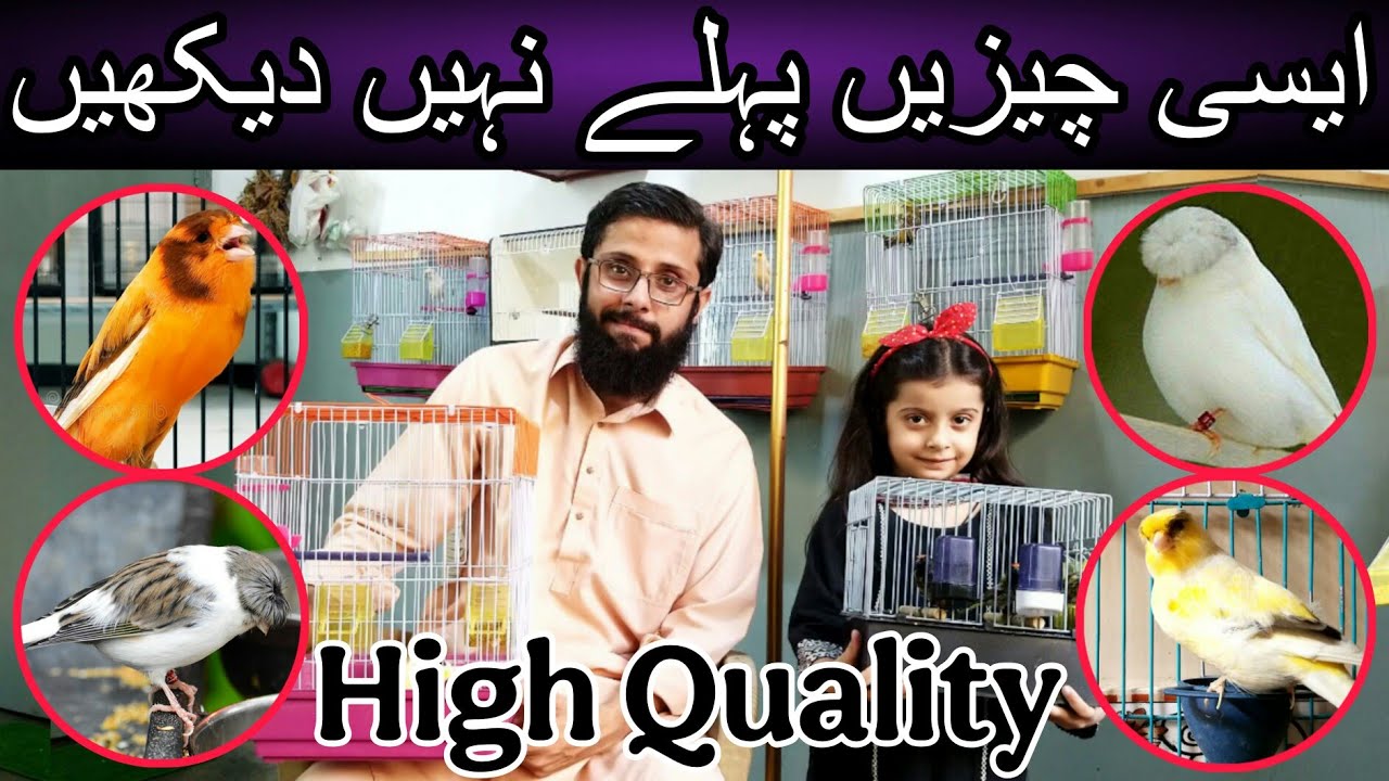High quality canaries arrived at Khurram Butt Setup | Cheap price canary | Yolkshire canary |Gloster
