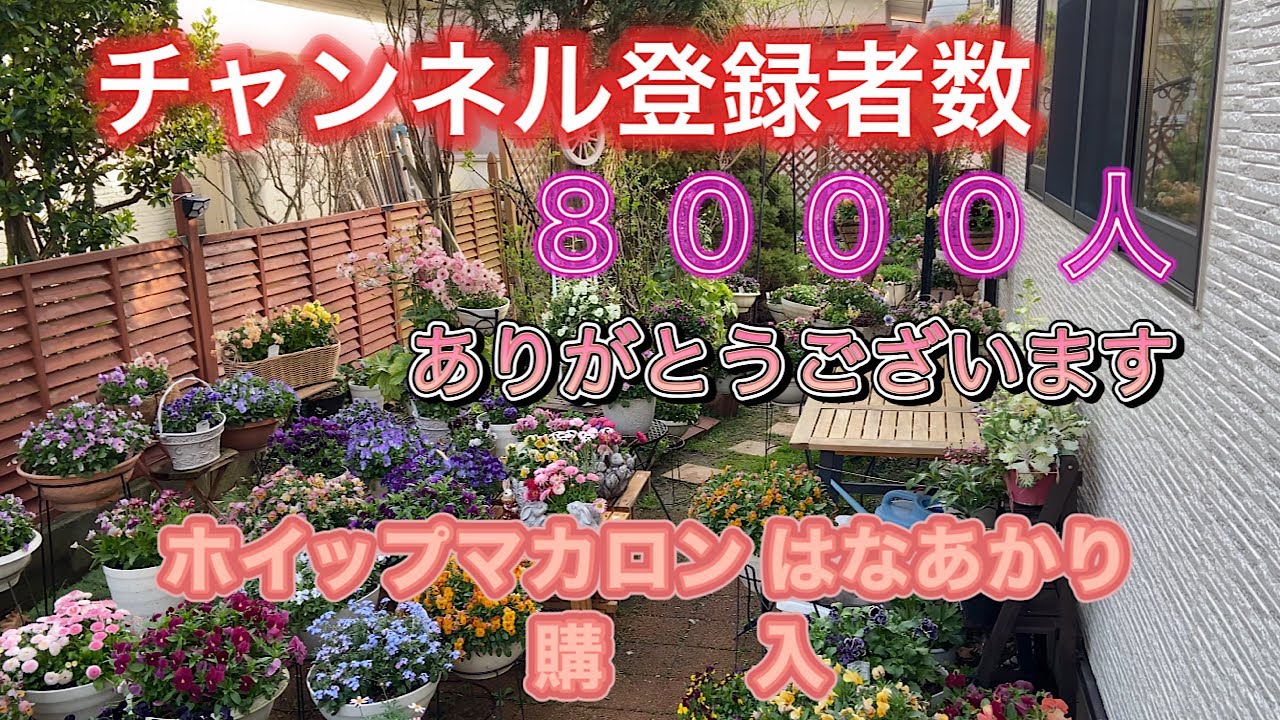 【8000人登録ありがとございます。クリハラガーデンでお買い物】ホイップマカロン