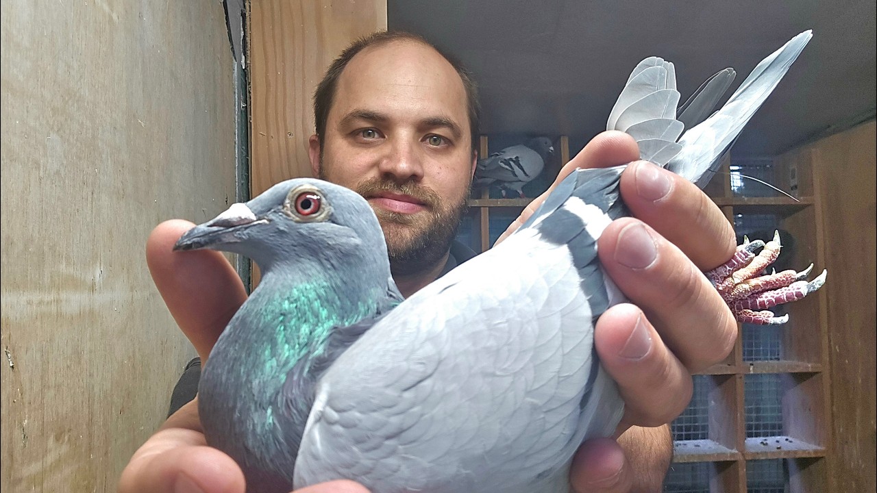 Fourth Race - 2026 Pigeon Race Returns!