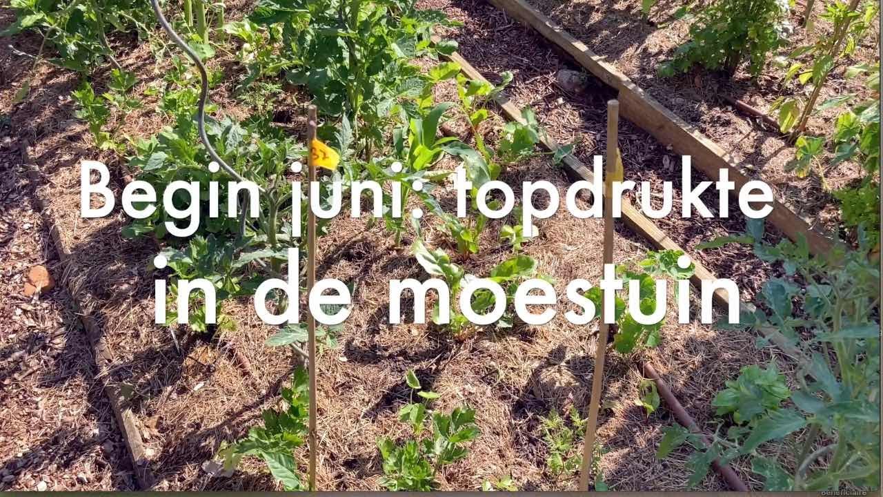 Ini's Moestuin #147Juni: rondje moestuin, snoeien tomaten, meloen, paprika & peulvruchten oogsten.