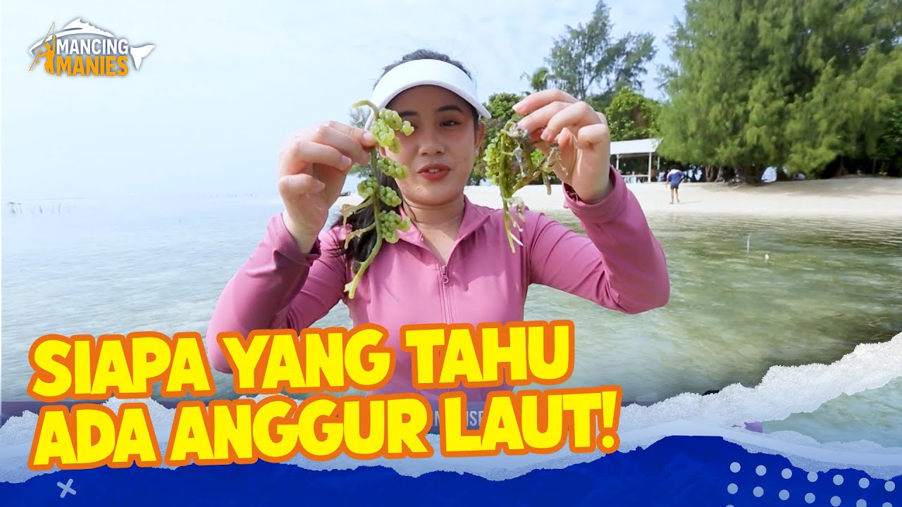 UNIK BANGET! Panen Anggur Laut! | Mancing Manies | EPS 4 (1/3)