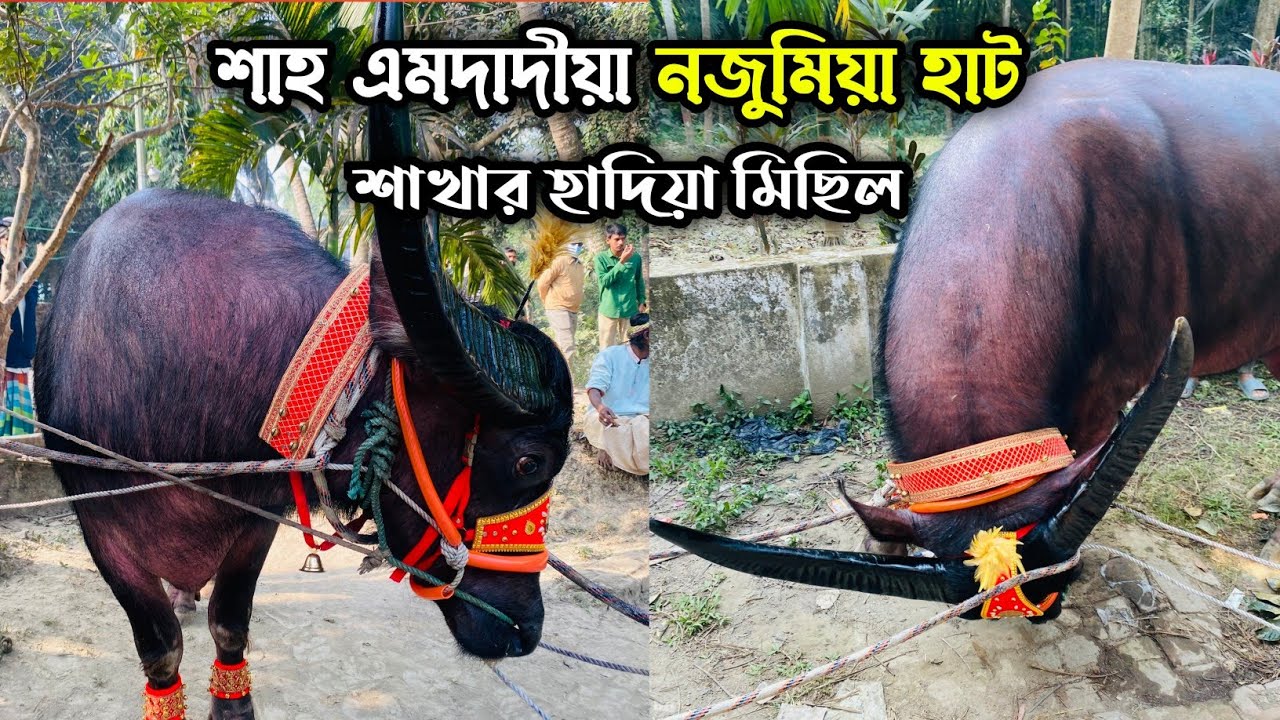 শাহ এমদাদীয়া নজুমিয়া হাট শাখার হাদিয়া মিছিল |  গাউসুল আজম মাইজভান্ডারী | মাইজভান্ডার দরবার শরীফ
