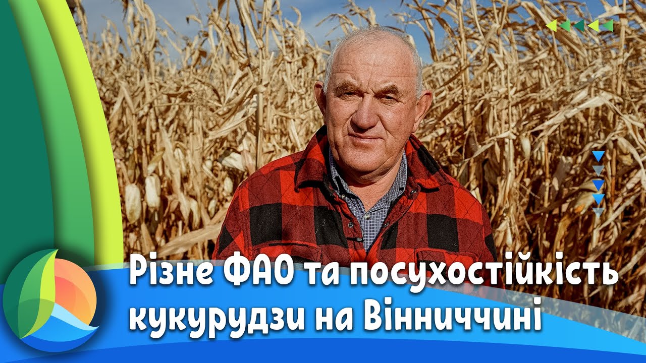 Гібриди кукурудзи з різним ФАО, посухостійкість, вологовіддача — вибір Василя Ткаченка /СуперАгроном