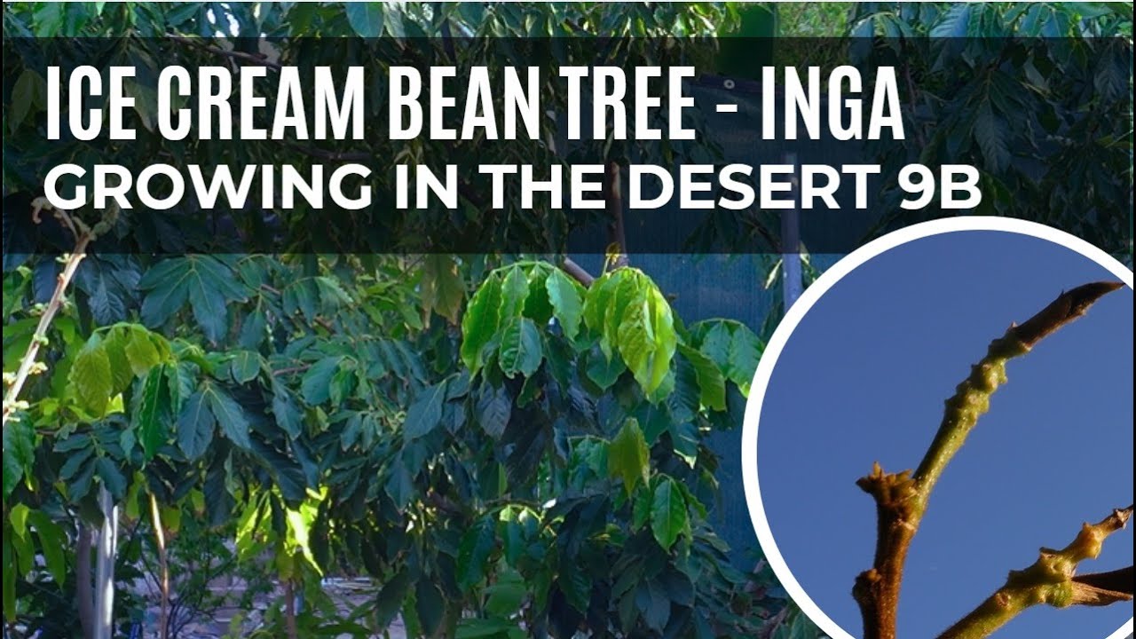 Flowering Ice Cream Bean Trees in the Desert 9B | 2 year update