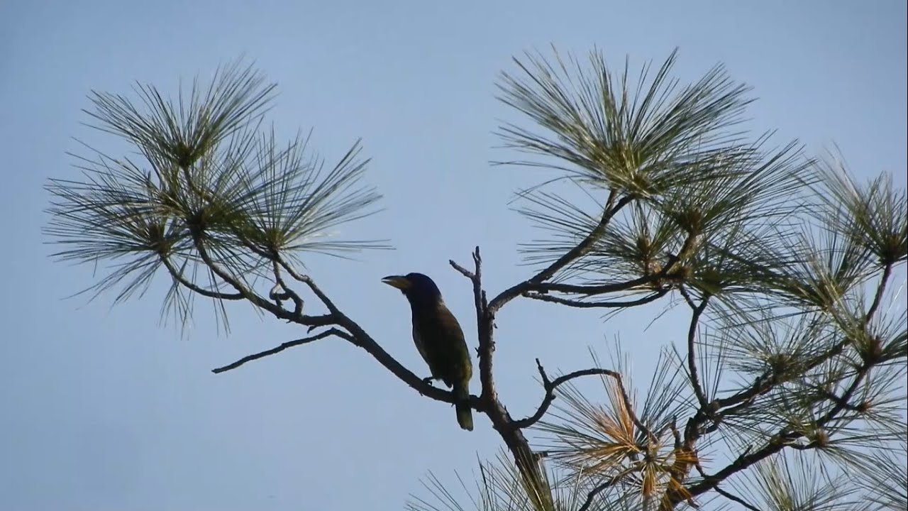 Great Barbet Call || Himachal Pradesh, India