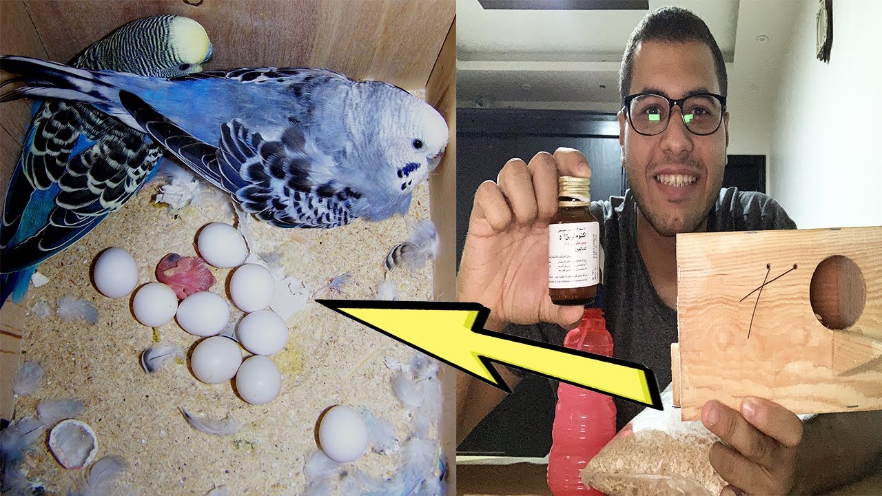 التجهيز الصحيح لعش البادجي للتزاوج _ و احذر من هذا الخطاء الذي يقتل العصافير في العش