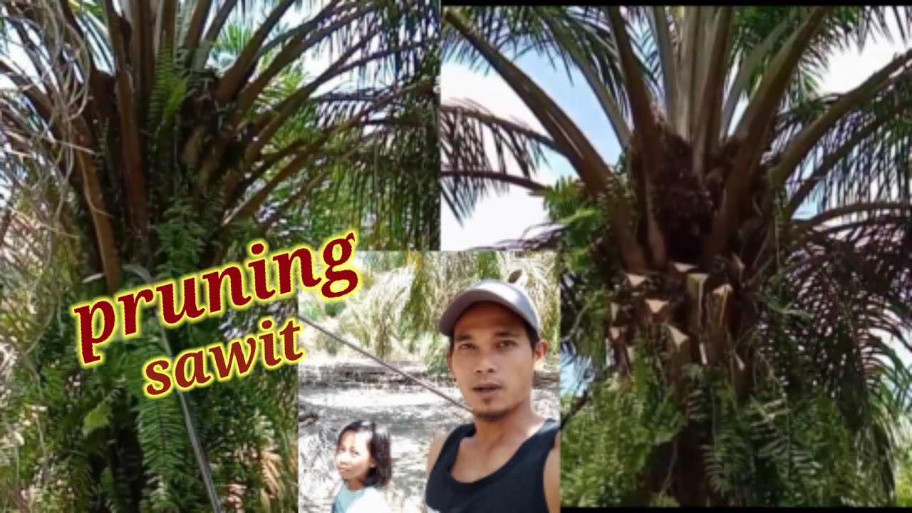 Pruning sawit gondrong