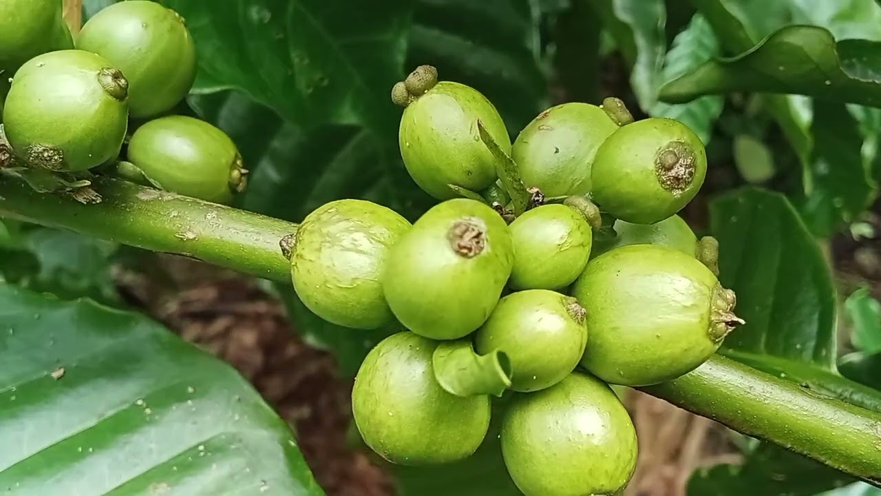 Inilah pertualangan yang selalu membuatku ingin menjelajah hutan dan kehidupan kampung