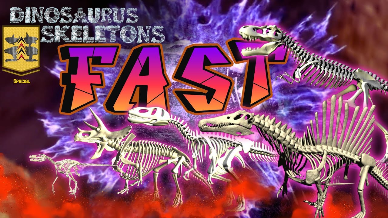 Fast Dinosaurus Skeletons