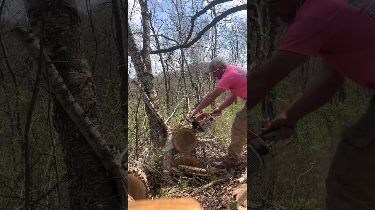 Stihl 044 (12mm) vs Stihl 038 Mag 2