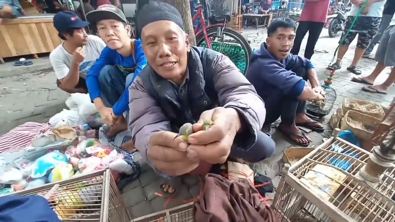 Kakek dari desa pegunungan bawa burung serba murah sampe pedangan dari luwar kota datang 