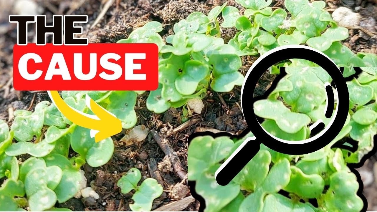 How to manage FLEE BEETLES in the garden.