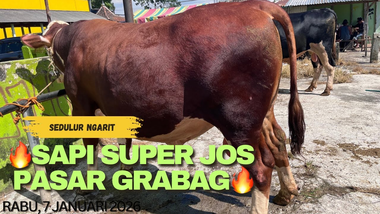 🔥SAPI SUPER JOS PASAR GRABAG🔥‼️‼️