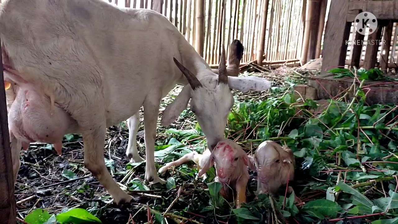Paano Manganak ang Kambing/Actual Video or our Goat while giving birth...