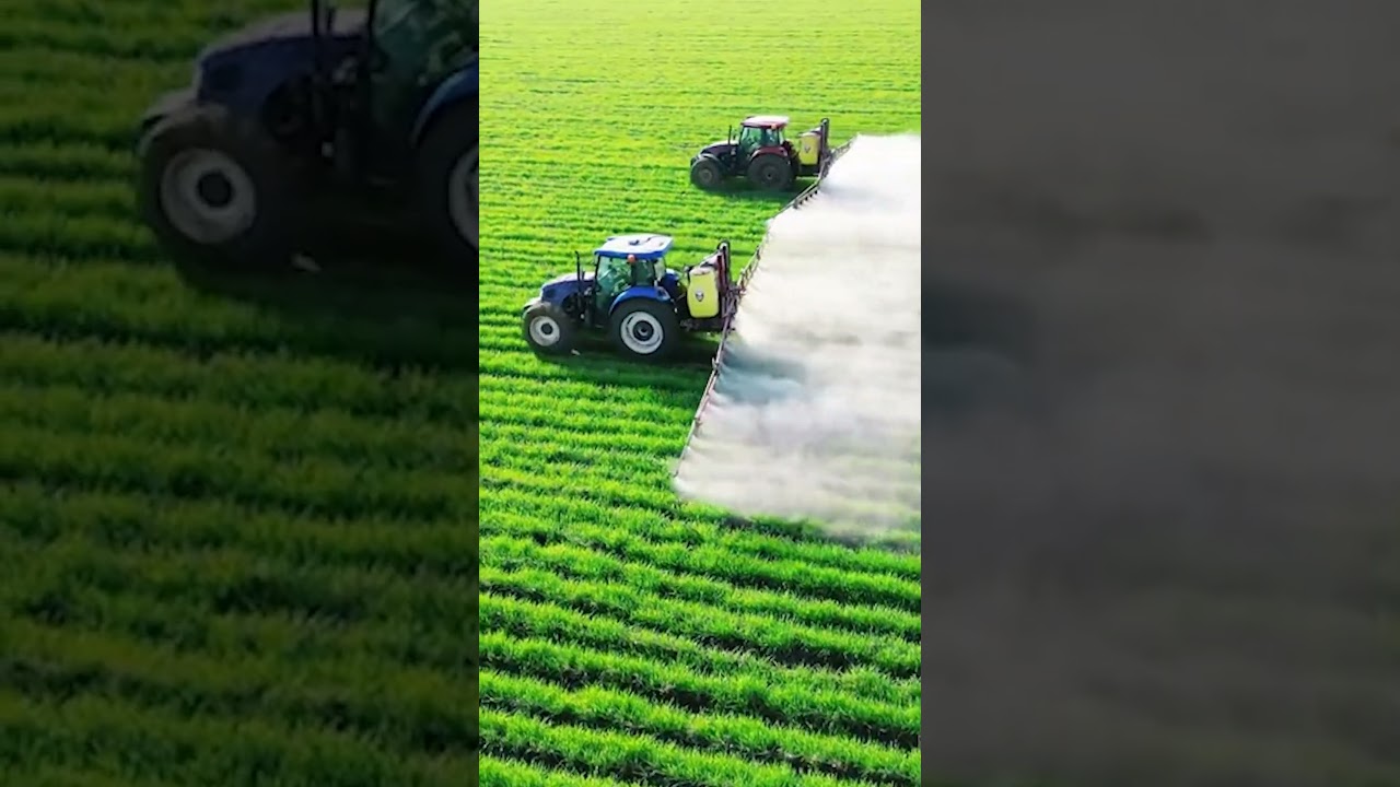 Modern agriculture spraying in Asian wheat fields | Modern ilaçlama 