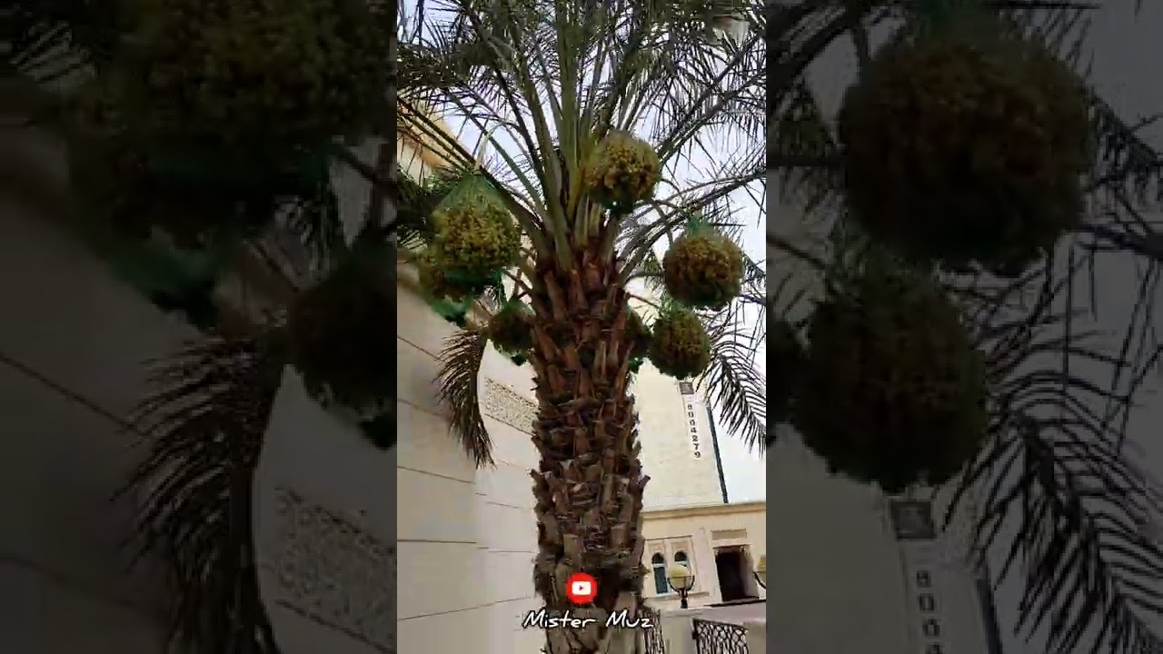 Dates Tree | Dates Plant 🇵🇸  