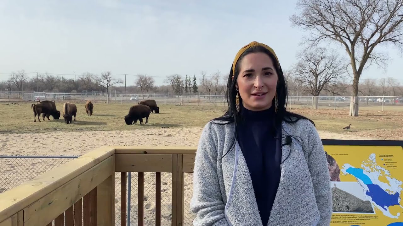 Spotlight on the Bison exhibit at Assiniboine Park Zoo