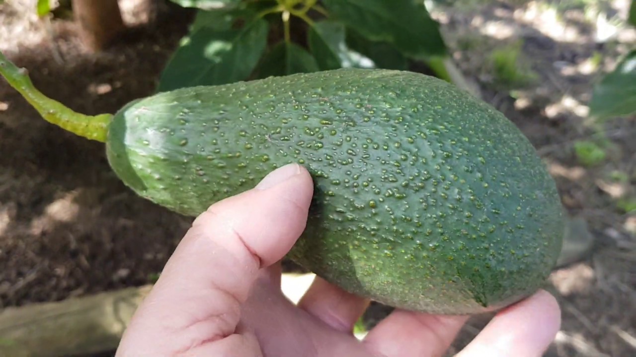 EVERY Avocado Variety I Have - Compared And Rated