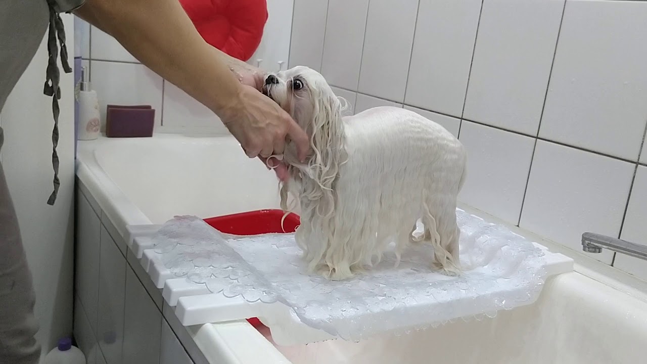 Купание мальтезе