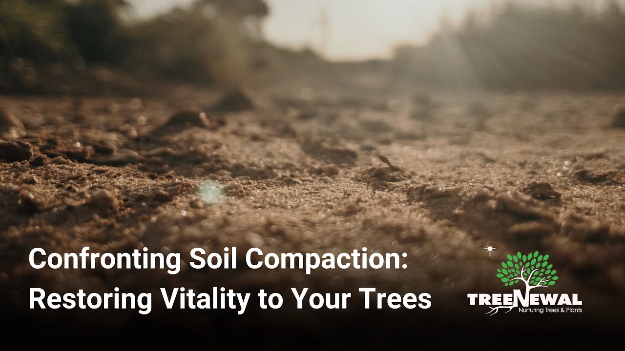 Confronting Soil Compaction  Restoring Vitality to Your Trees