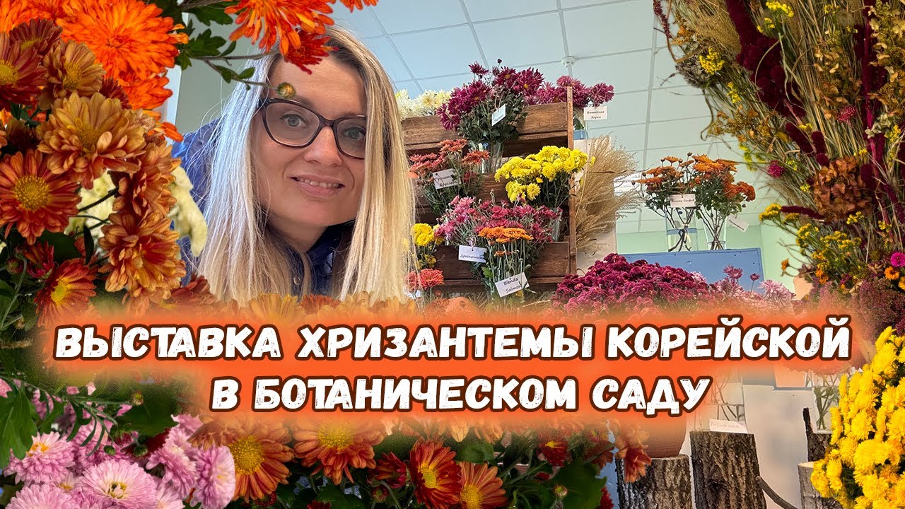 100 сортов хризантемы корейской на выставке в Ботаническом саду