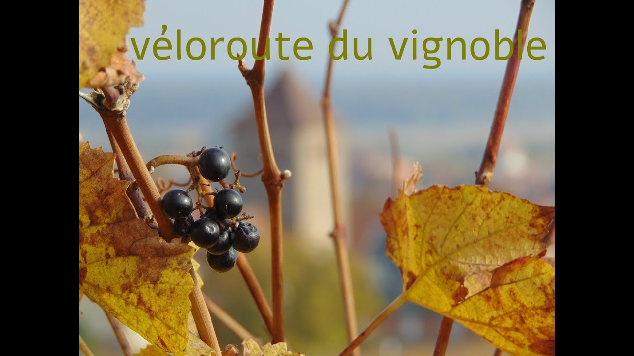 v&eacute;loroute du vignoble