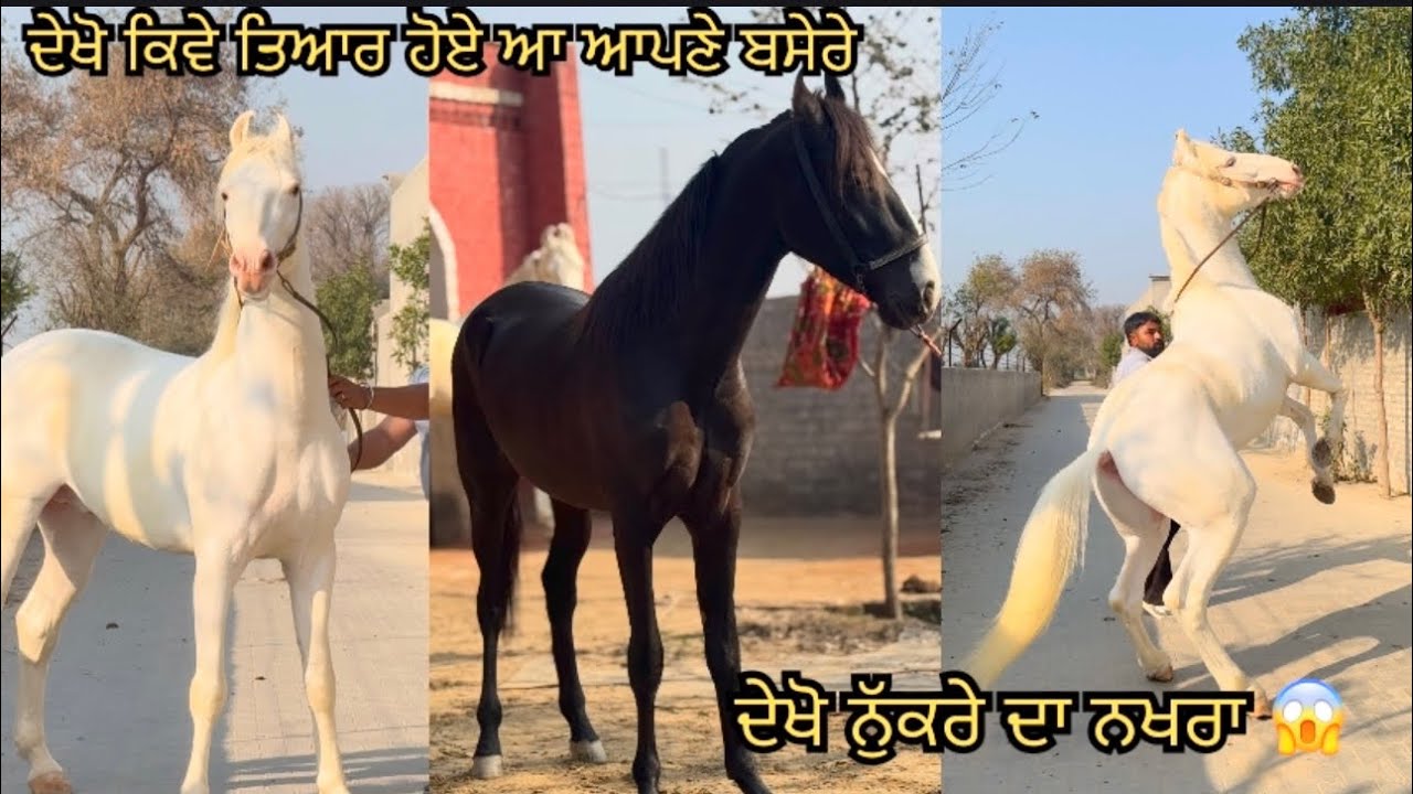 ਦੇਖੋ ਆਪਣੇ ਫਾਰਮ ਦੇ ਘੋੜੇ 🐴, ਨੁੱਖਰੇ ਦਾ ਆਇਆ result #horse #marvadi #reels #treading #treadingvideo #top 