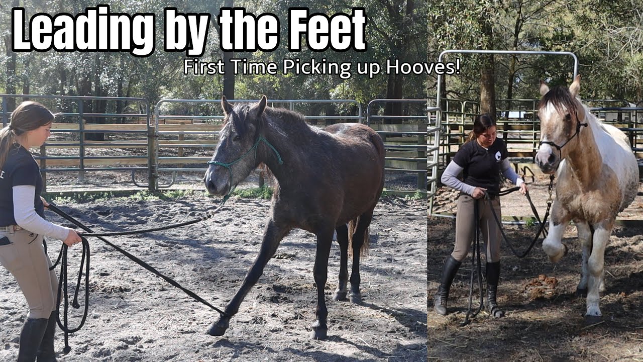 How to Lead a Horse by their Feet | First Time Picking up Hooves