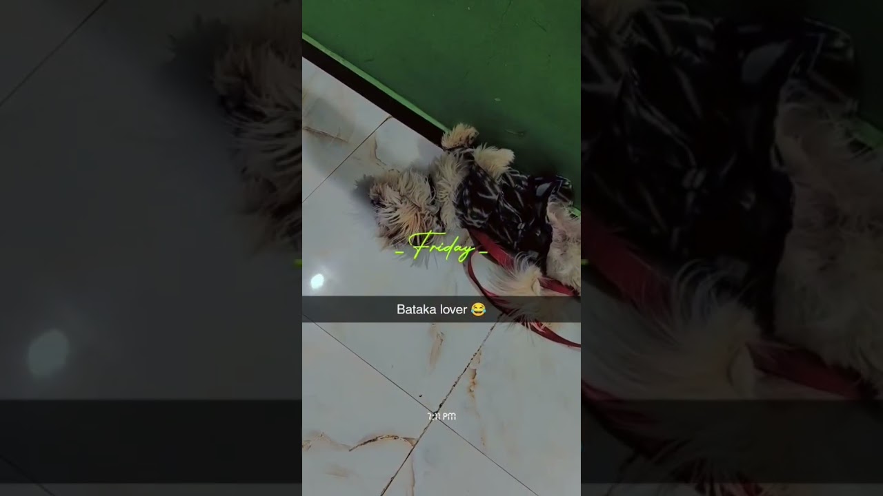 jenyyyy cute dogs funnn time 