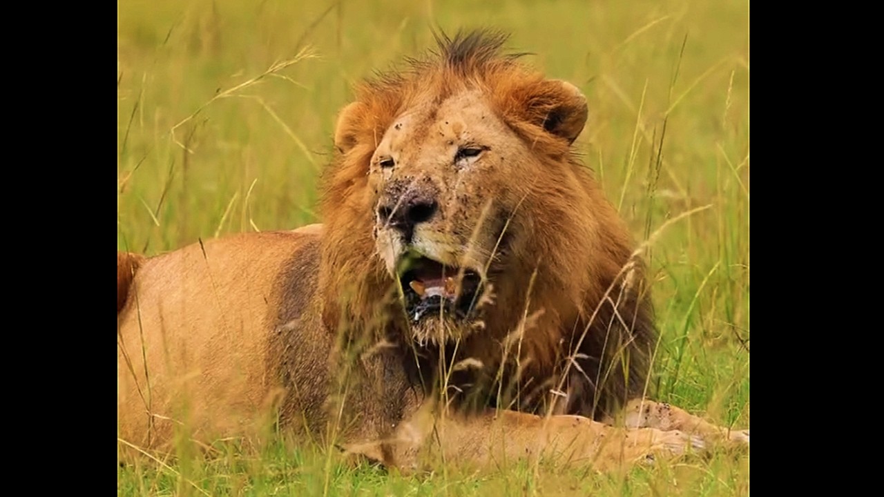 Orkuret Male Lion | The Survivor | Masaimara | 14 May 2026