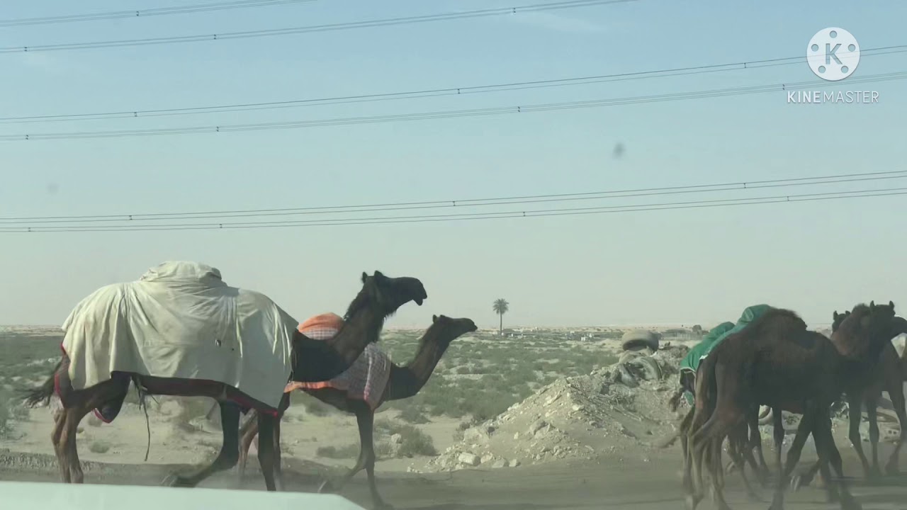 شديد ابل ال شفيان من الجيبان الى الربيع شمالا عام 2021 م