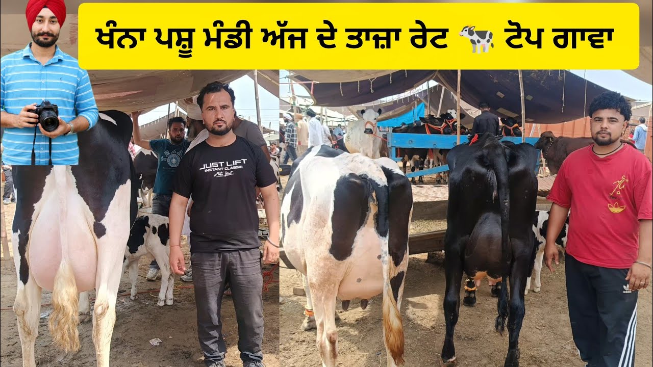 Khanna Pashu Mandi | Record Keemtaan 🔥Gaay Rate | Punjab Dairy Market Update #cow #dairyfarm 