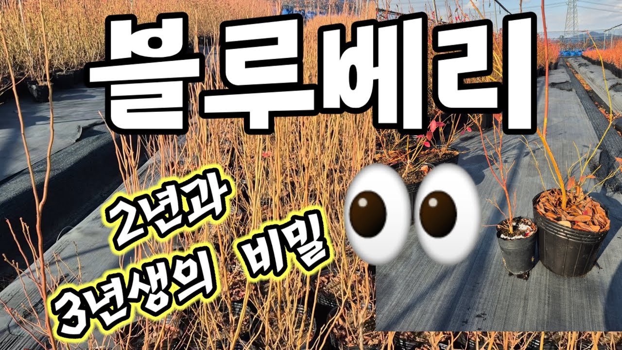 블루베리2년생과3년생의비밀 엿보기👀#티타늄 #벤추라 #인디고크리스프 #메도우락 