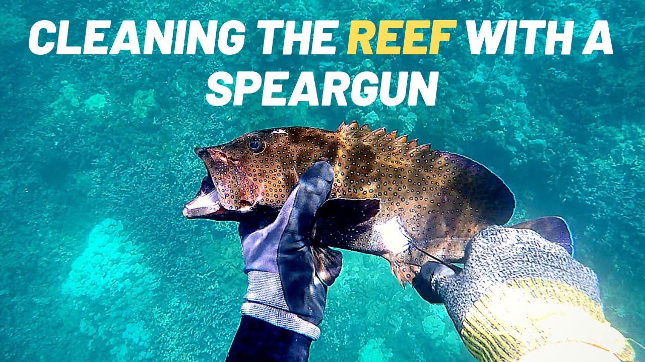 Spearfishing Hawaii 2019: Taking Out Invasive Fish In The RGM 6 Dive Tournament
