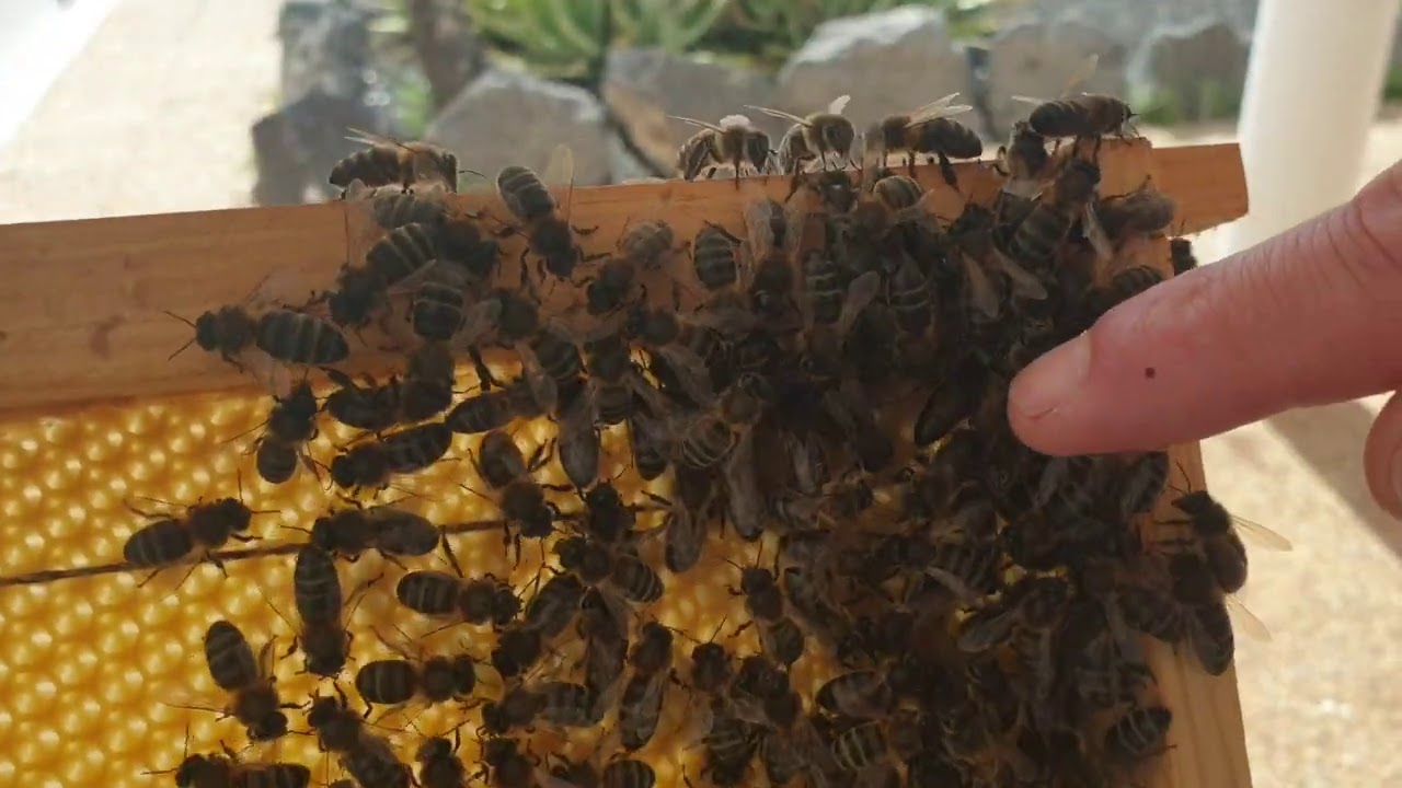 REVISI&Oacute;N DE EFECTOS DEL CO2 EN UN N&Uacute;CLEO BABY.