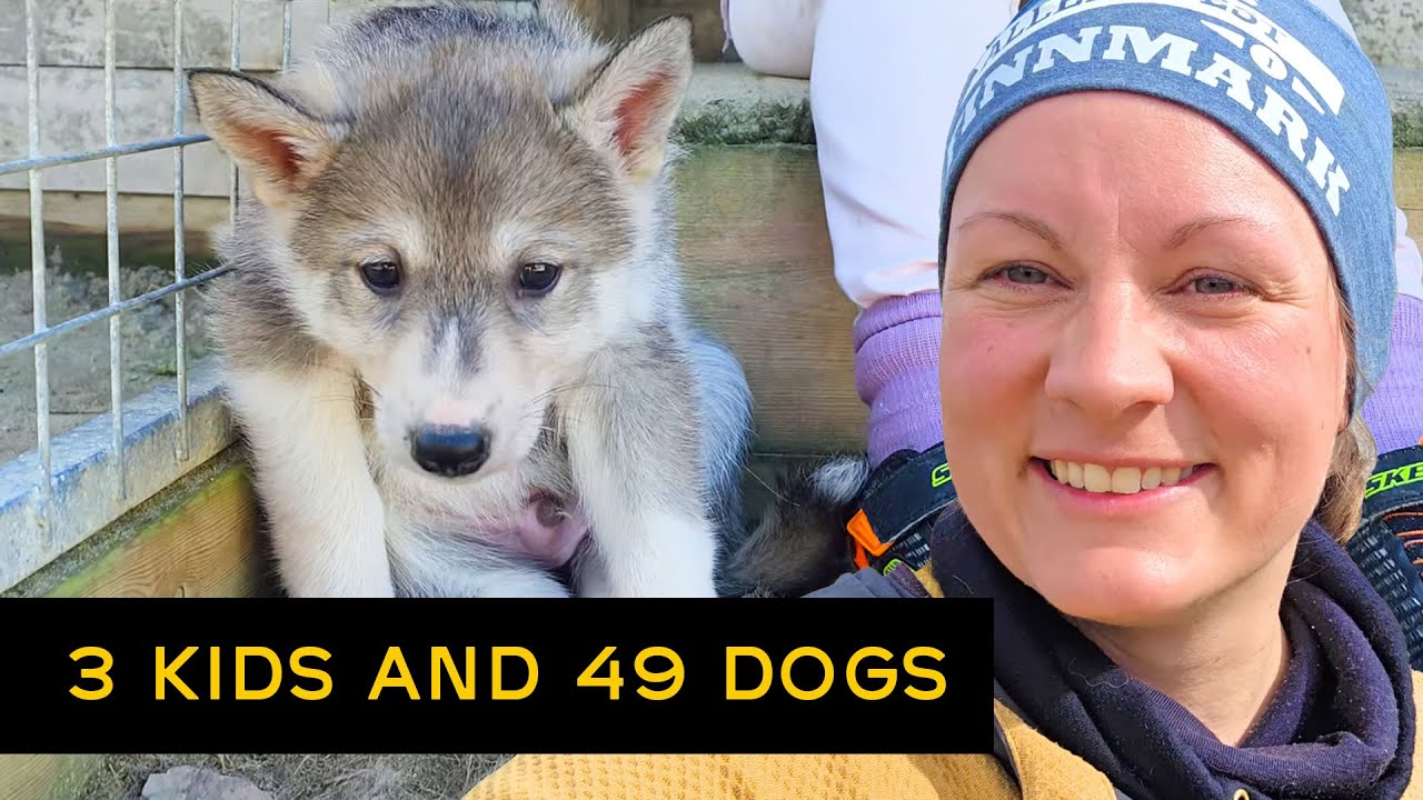 Одиночные выходные в Арктике с тремя детьми и 49 собаками