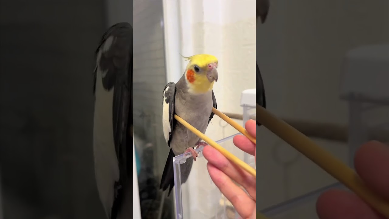 Hilarious Parrot Imitations 😂 #funny #parrot #animals #cute #foryou