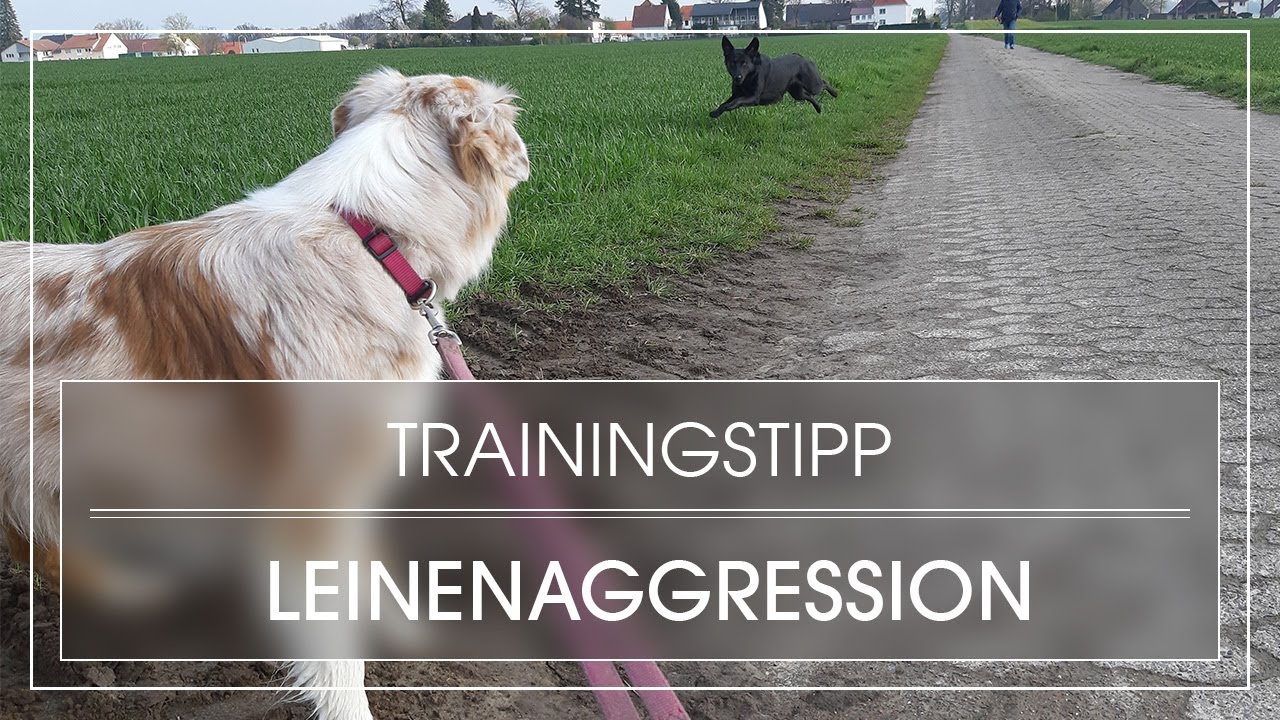 So entsteht eine Leinenaggression beim Hund | Hund reagiert an der Leine aggressiv