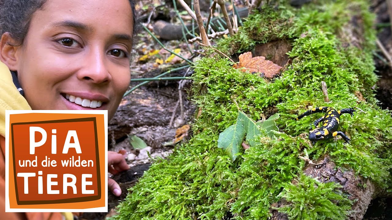 Wie giftig ist der Feuersalamander? | Reportage für Kinder | Pia und die wilden Tiere