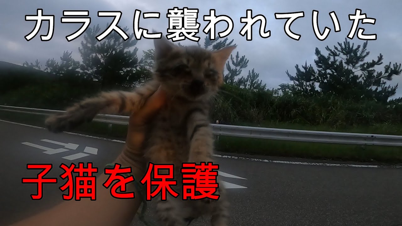 【保護猫】山中でカラスに襲われている子猫を保護！【生後1か月】