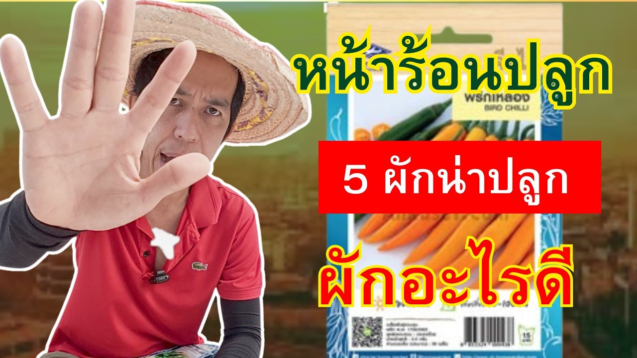 หน้าร้อนปลูกผักอะไรดี #หน้าร้อนปลูกผักอะไรดี #ปลูกผักหน้าร้อน