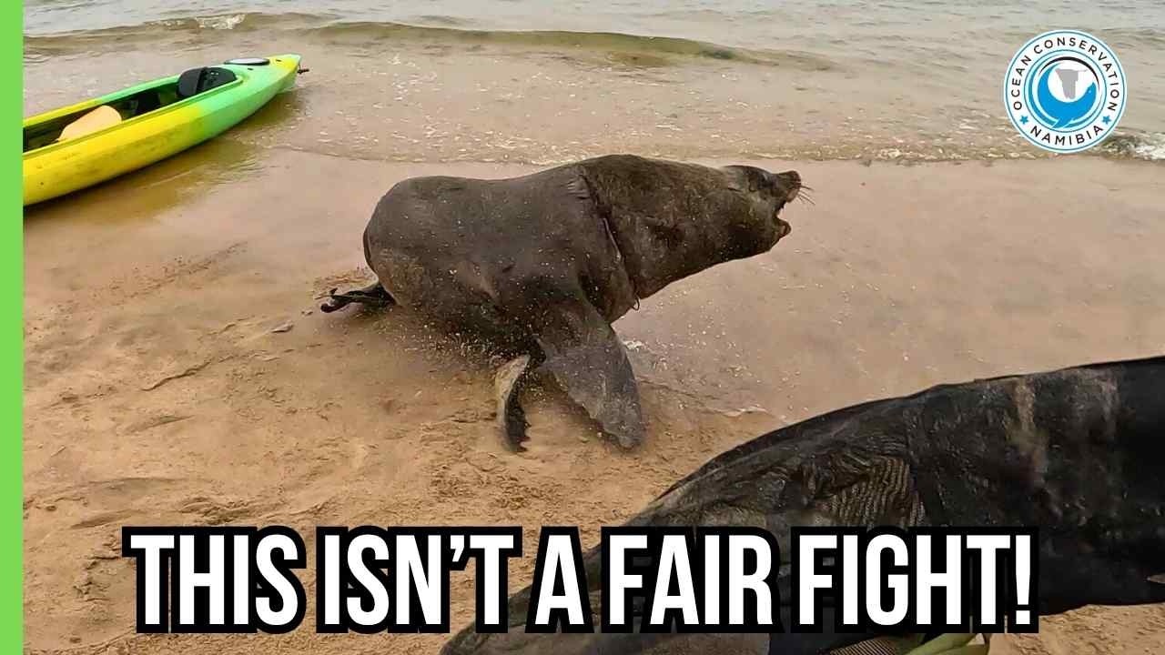 This Bull Fought Everything… But Not This